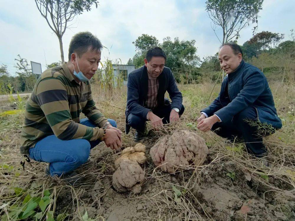堪比牛头!眉山一农民种出重约30斤"巨无霸"红薯_陈宏毅