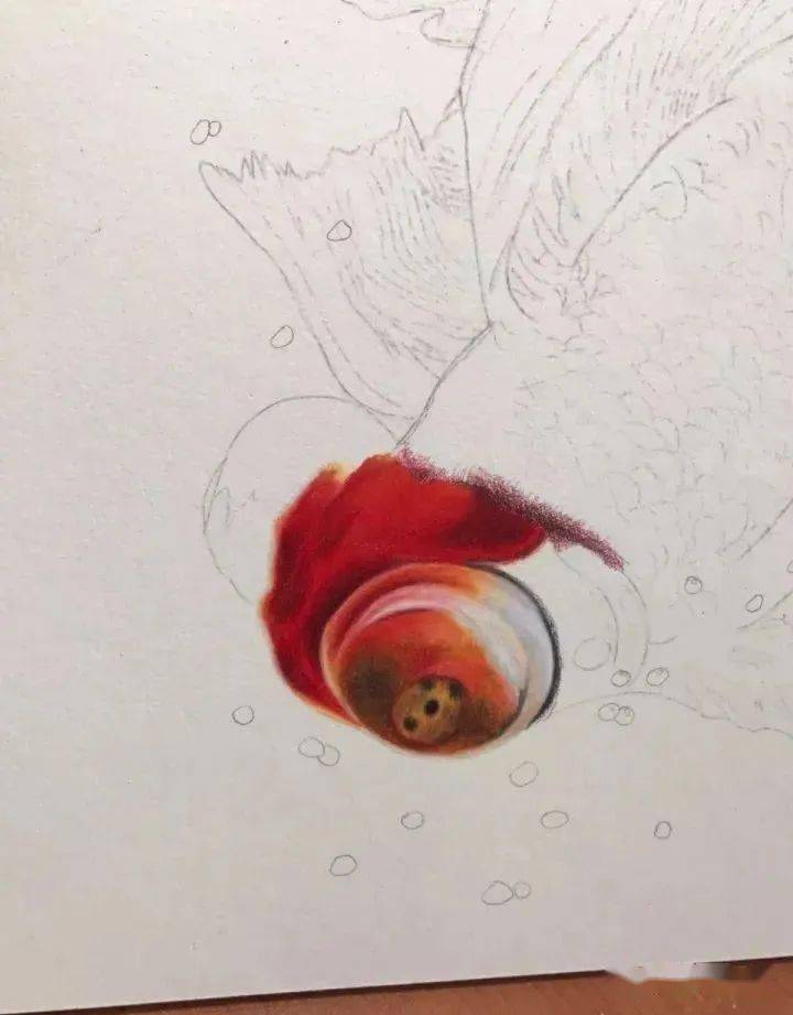 彩铅动物画入门教程彩铅动物画水中金鱼画法步骤