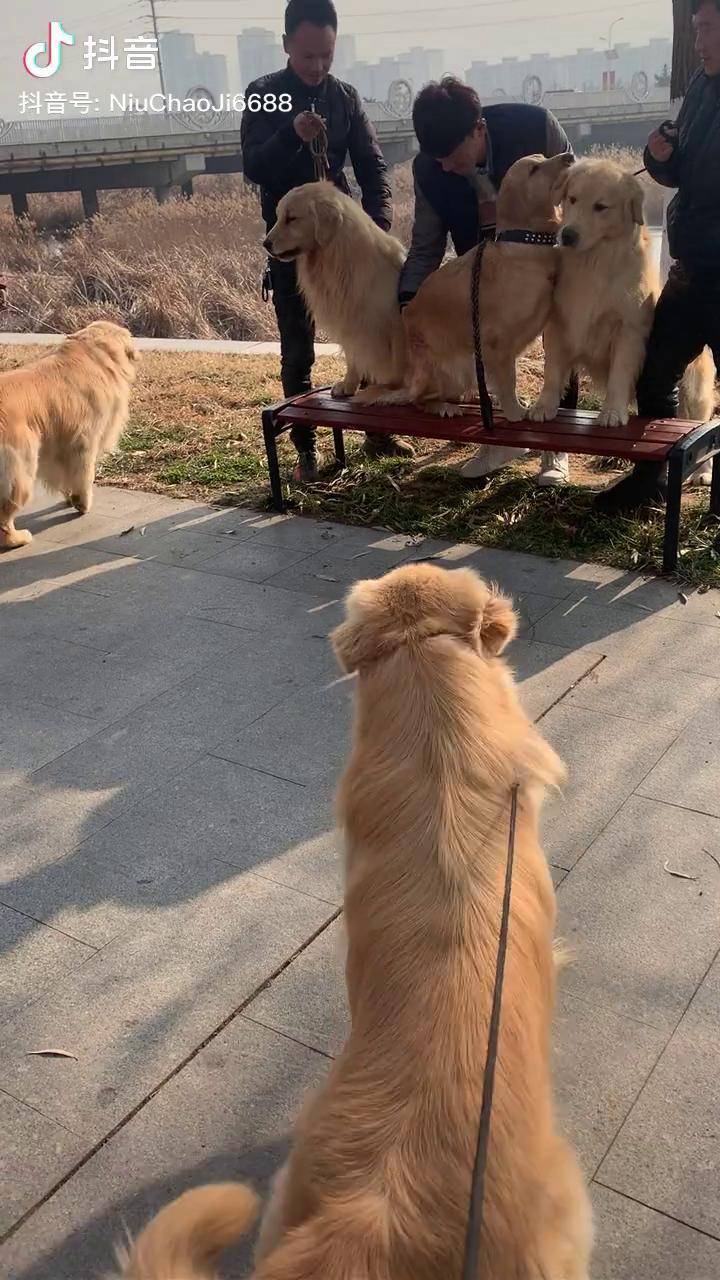 金毛蛋黄 双血统金毛 黄金猎犬