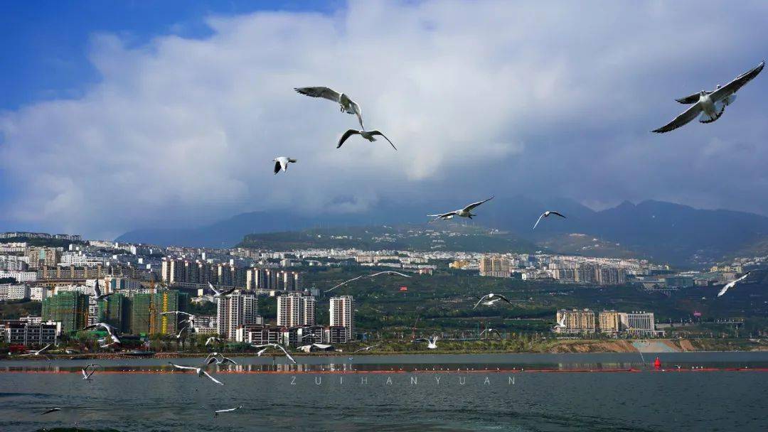 视频美图汉源湖上的小香港蓝天白云游轮红嘴鸥