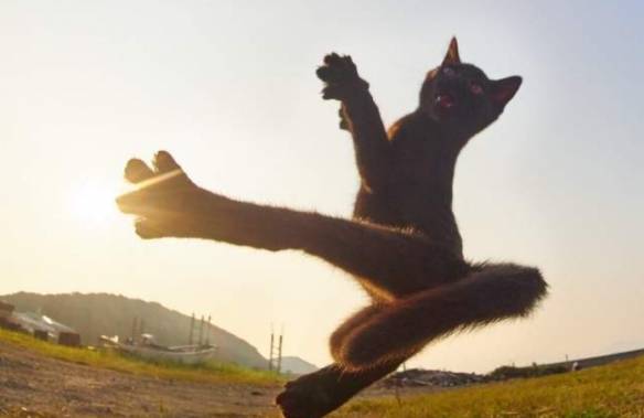 网友分享喵星人猫拳摄影术夕阳下最萌武术家的英姿