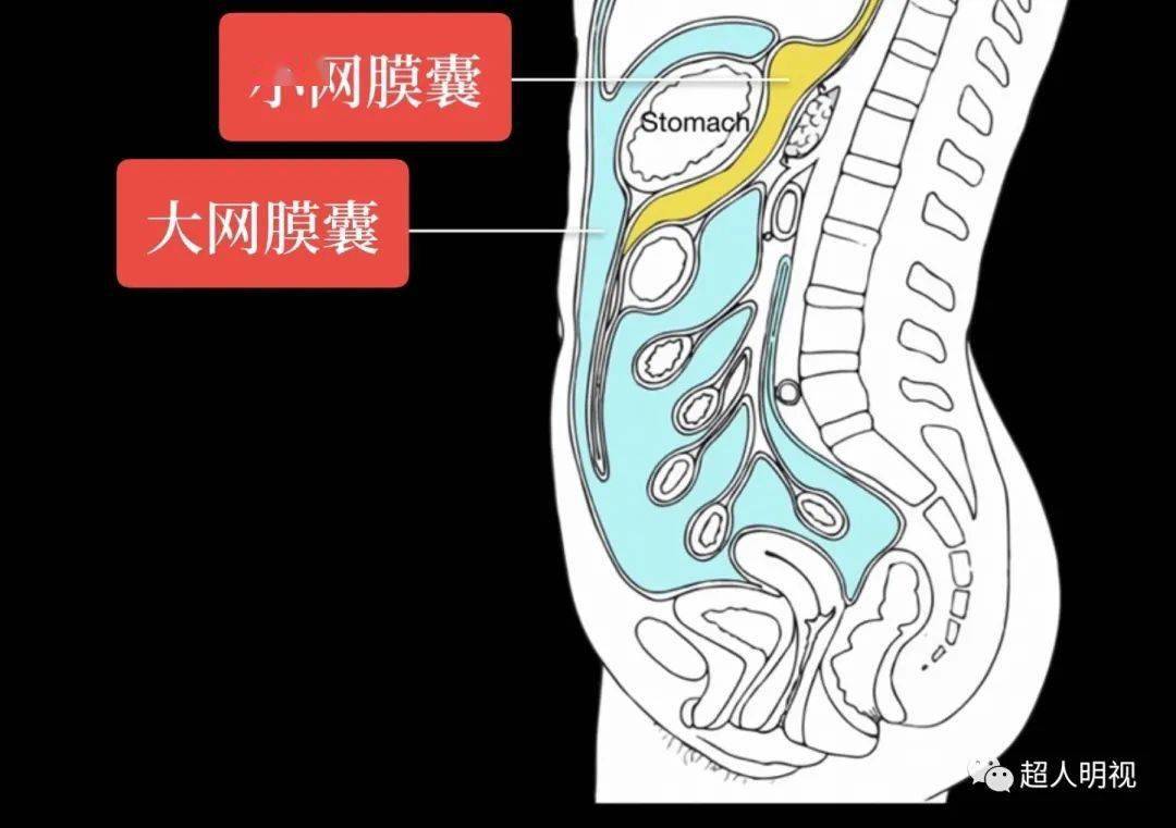 腹腔内器官和后腹膜器官