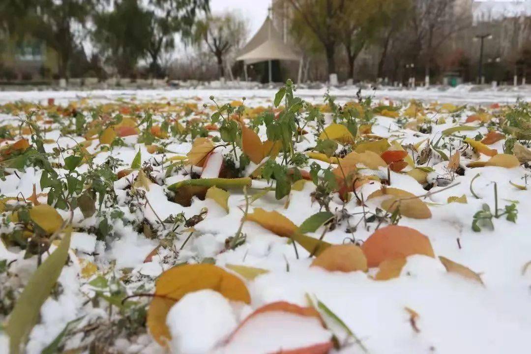 鄂尔多斯职业学院夜深知雪重,时闻折竹声.