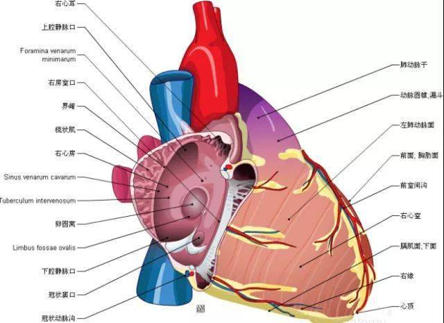 太赞了最全心脏解剖图集合赶快珍藏起来