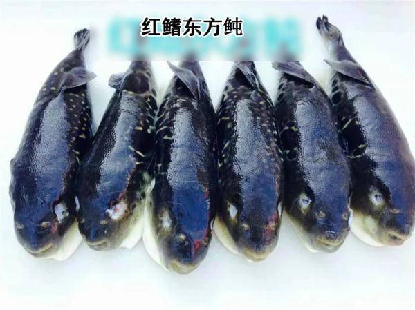 广东紧急提醒:这鱼别吃,尚无解药!