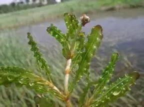 在水一方35种水生植物科普