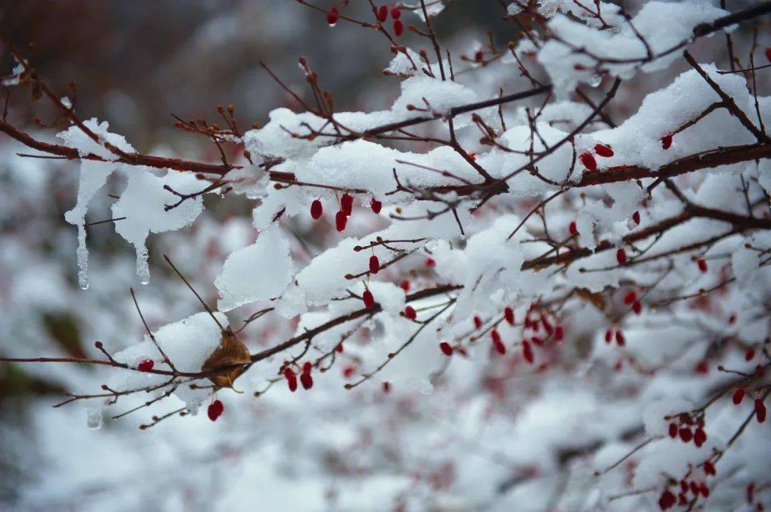 冬来雪霏霏——仲修一生丨阴阿强