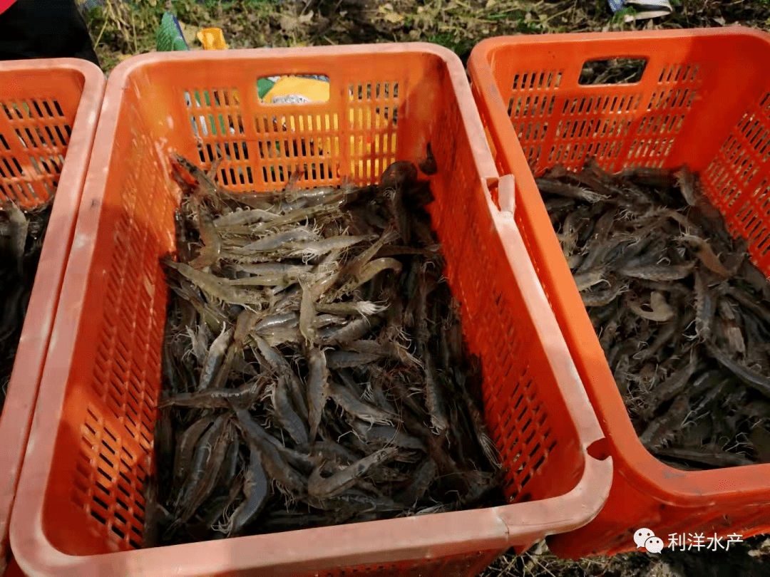 【虾苗专题】营口地区"利洋苗" "利洋药"模式助对虾养殖丰收