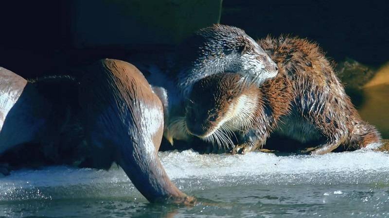 国家二级保护动物欧亚水獭现身青海玉树扎曲河畔