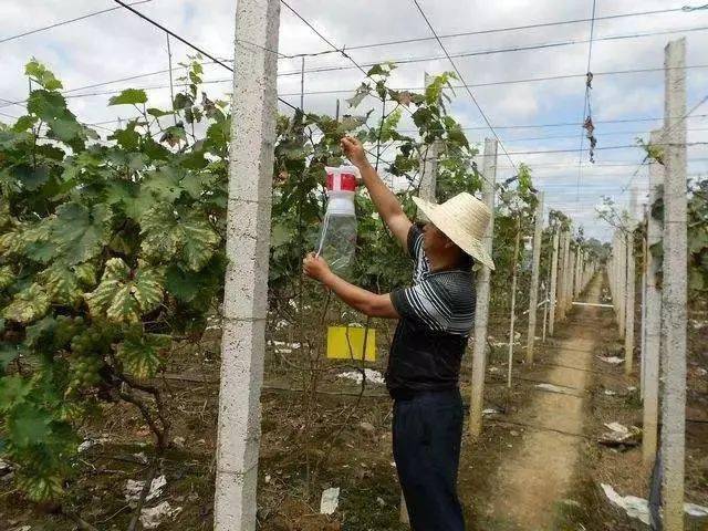 【植保】葡萄冬季病虫咋防治?这篇文章告诉你!_果园