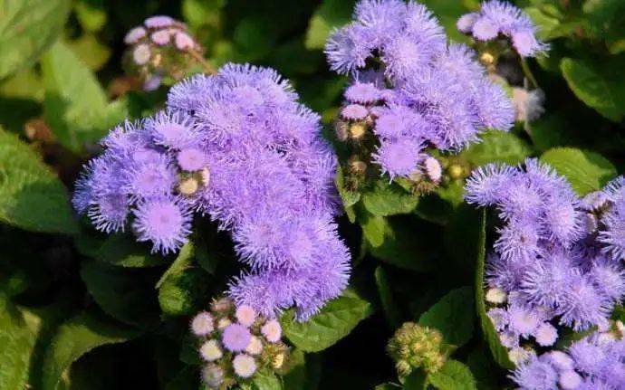 50种蓝紫色的花卉植物美到令人窒息