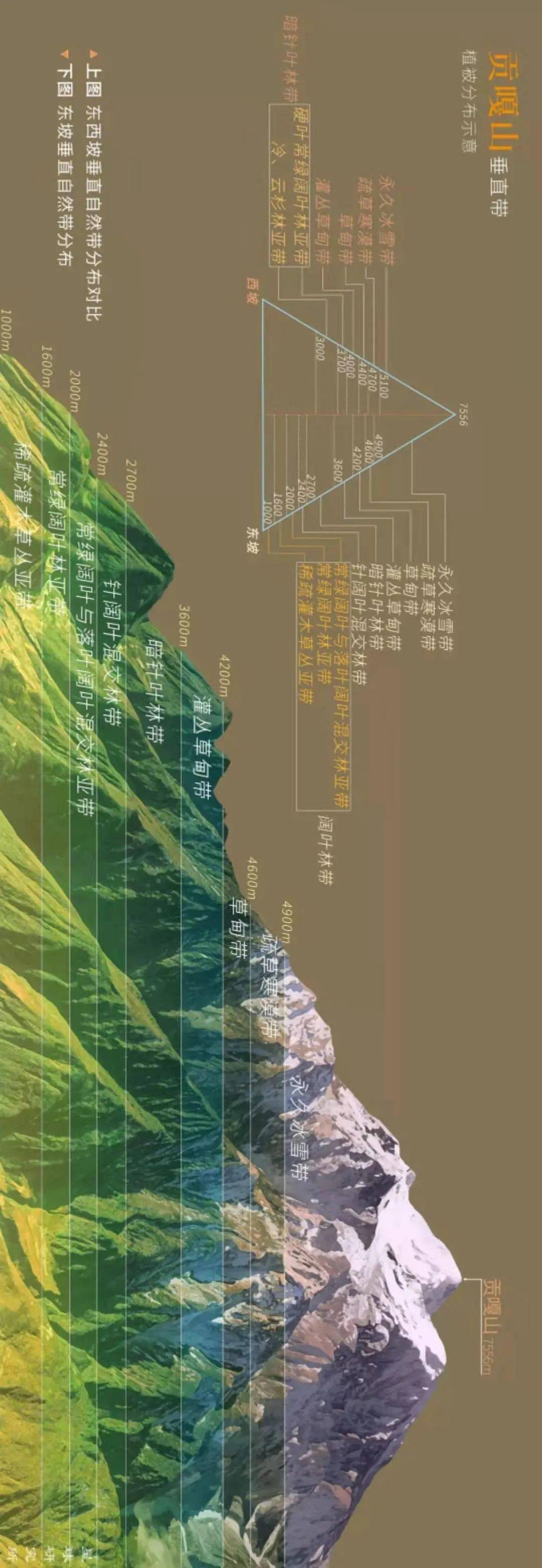 考点| 18座山脉的垂直自然带谱,总结全了!