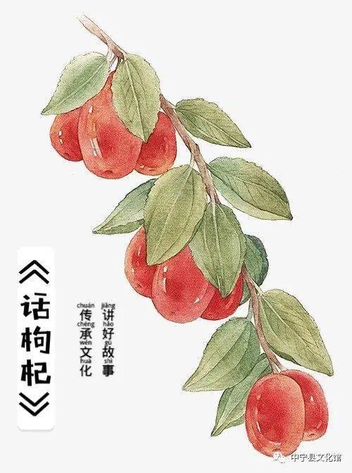 《话枸杞》讲枸杞故事线上大赛持续征稿啦_卫宁_父亲_老婆婆