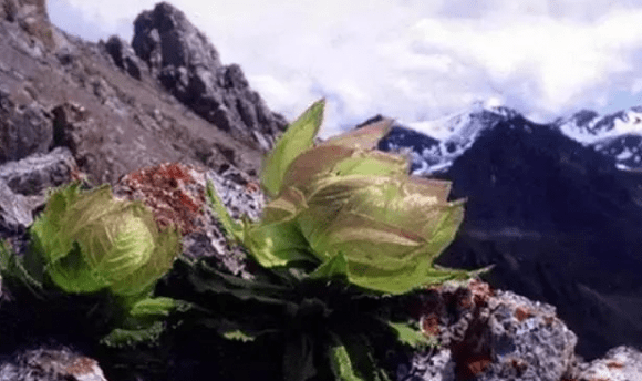 植物医生:相见恨晚的美白植物——高山雪莲