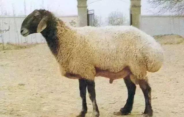 多浪羊,因其中心产区在麦盖提县,故又称麦盖提羊,是肉脂兼用型绵羊