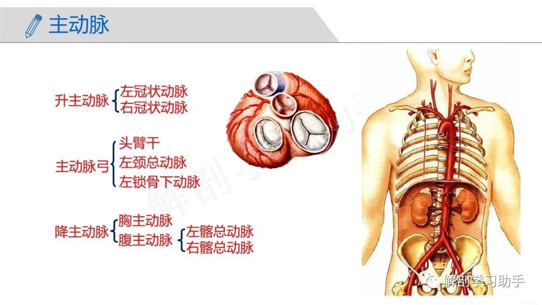 人体解剖学课件——脉管系统-动脉