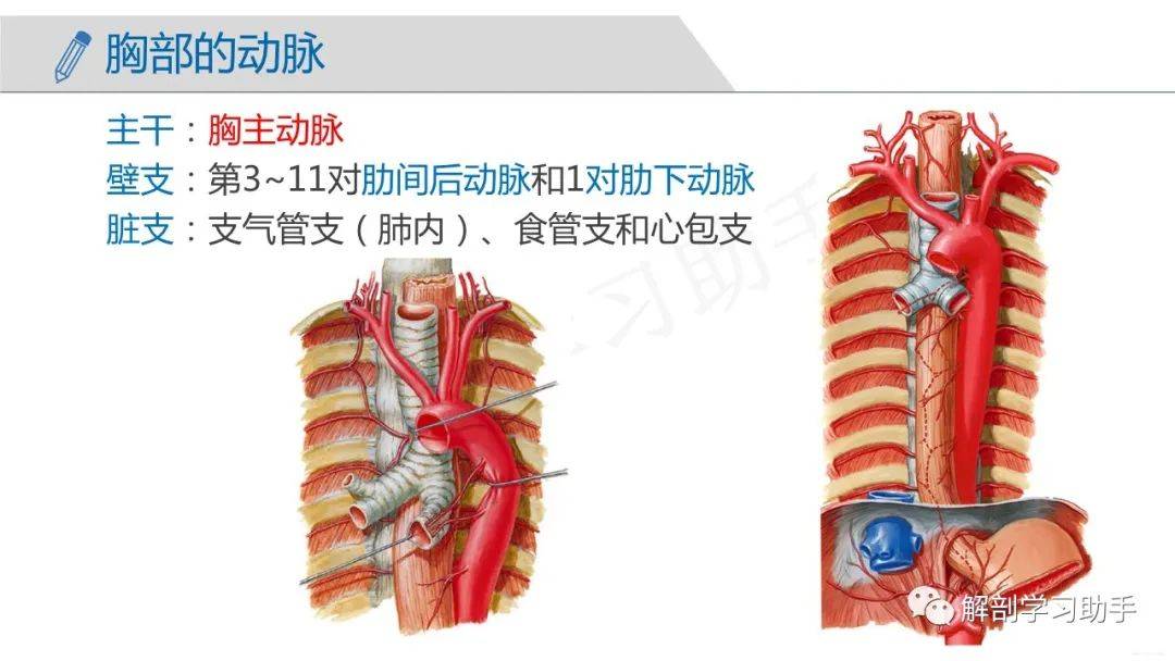 人体解剖学课件脉管系统动脉