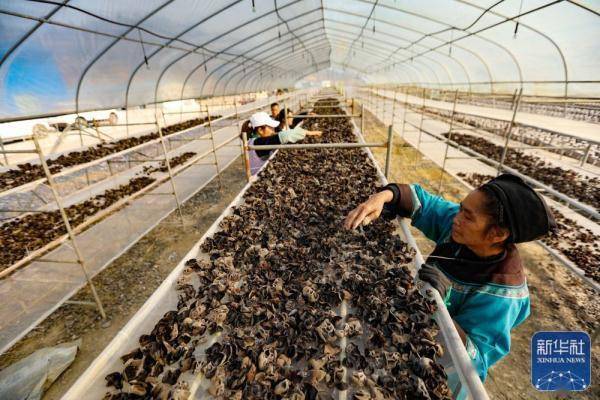 12月2日,村民在贵州省三都水族自治县周覃镇黑木耳种植基地晾晒黑