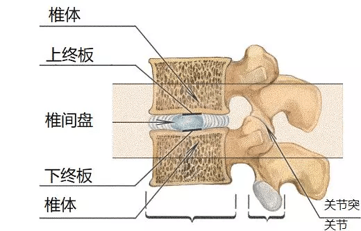 椎体终板炎 | 发生机制,分型以及 mri 表现