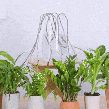 种花别再土培了插在土豆上新芽蹭蹭往外冒半年长成小森林