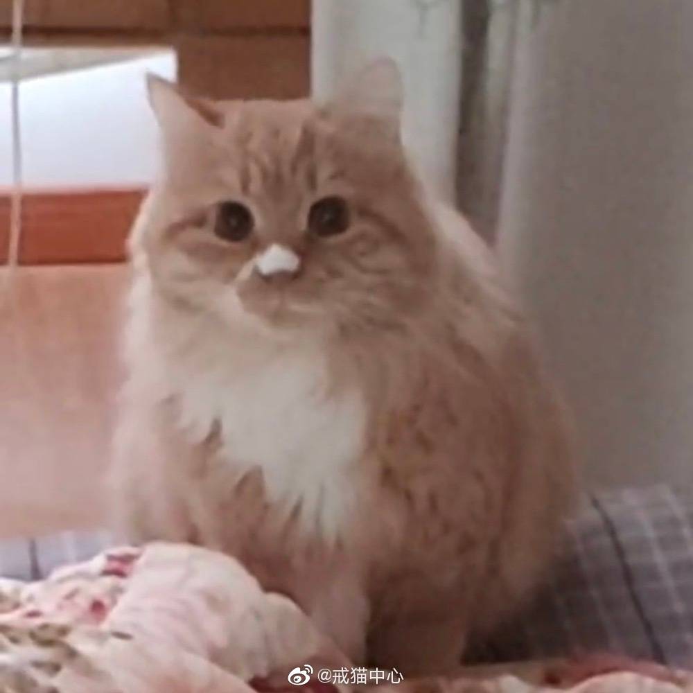 投稿: 猫咪鼻子上有个白点_白点_猫咪_鼻子
