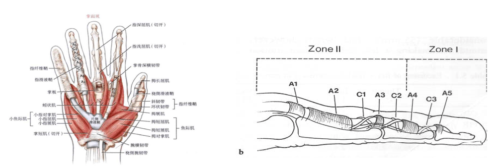 手功能基地系列微文25手部解剖知多少二掌骨和指骨及其相关腱鞘