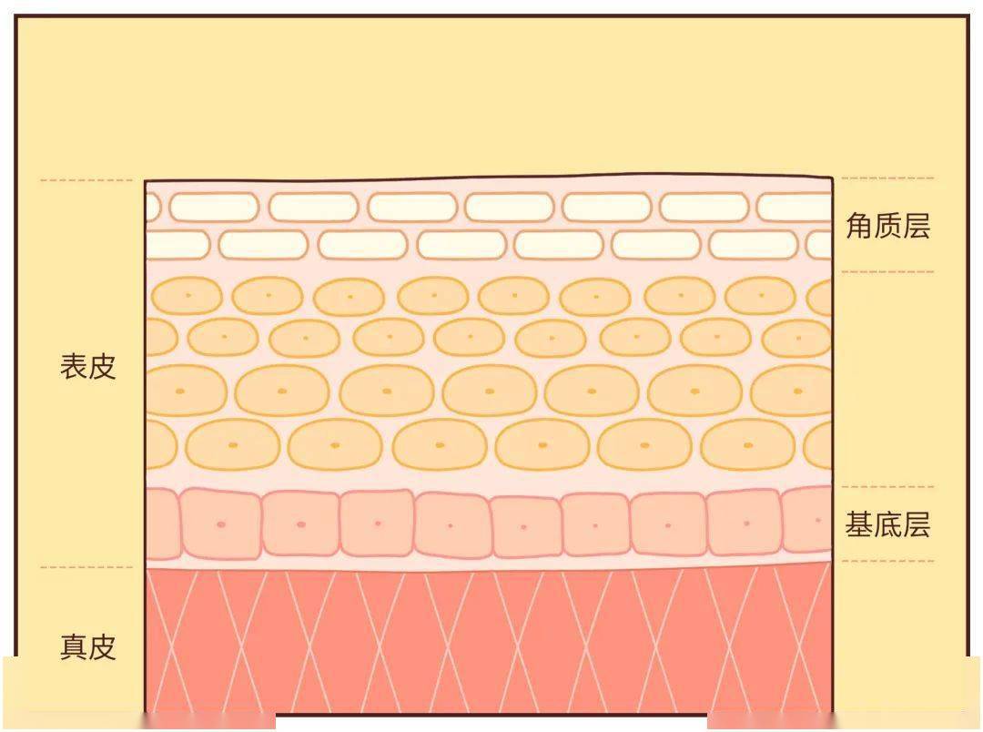 其实由很多层组成:我们薄薄的皮肤表面这就得从我们皮肤的结构讲起了