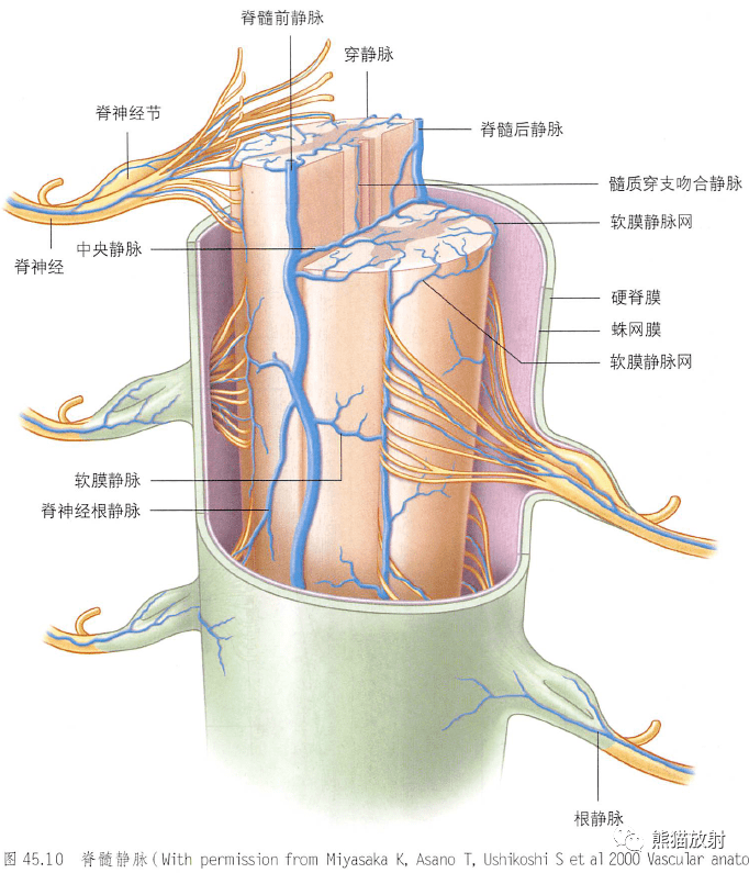 解剖丨椎管脊髓神经根