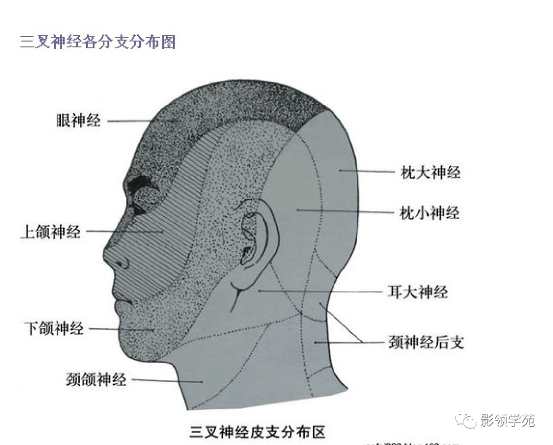 三叉神经解剖及常见疾病mr表现_脑神经_患者_检查