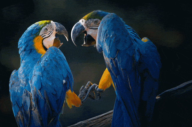 厚的小河马这里还有蜥蜴类,鼠类,雉鸡类,白鸳鸯,海鸥等动物精灵们盘踞