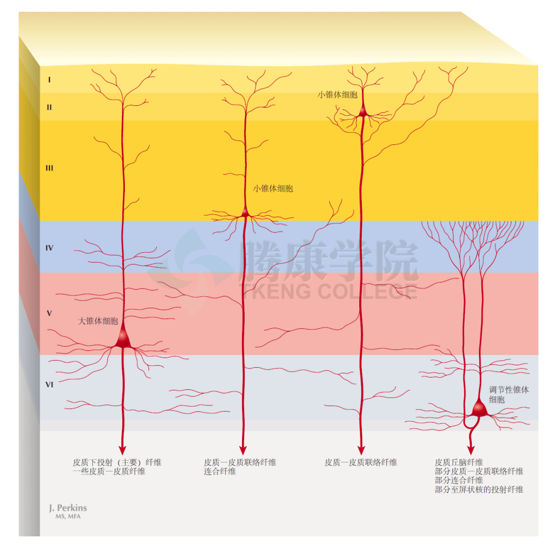 神经解剖学 大脑皮质传出神经纤维的神经来源_细胞_基础_分子生物学