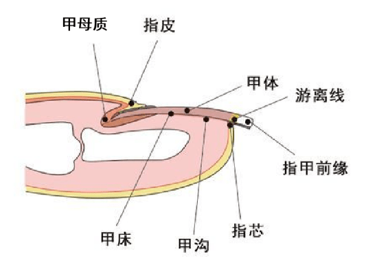 身体好不好看指甲就知道月牙越多身体越健康关于指甲的真相来啦