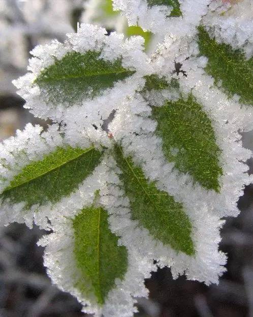 小寒赏极美雪绒花