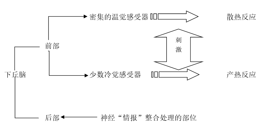 定点学说76●人体的大部分发热均可能与致热原(pyrogene)作用于体温