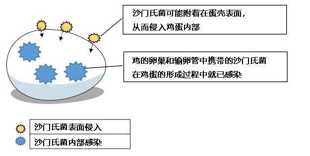 为什么日本人喜欢吃生鸡蛋?_沙门氏菌_中心_盖饭