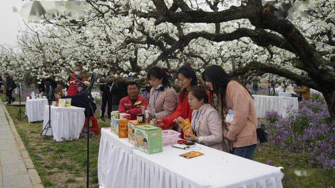 2021,砀山的这些节庆活动你还记得吗?_梨花_中国_梨园