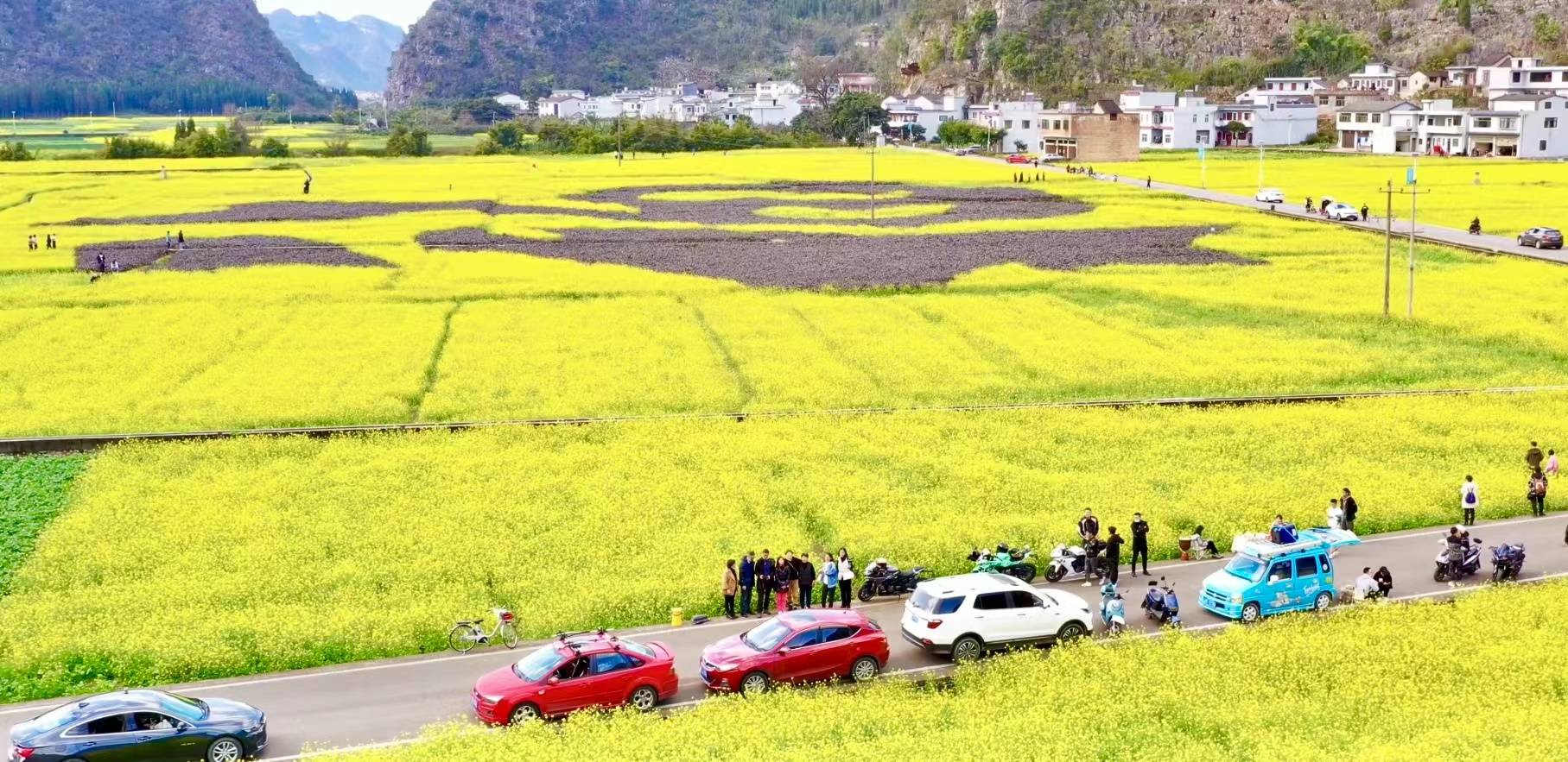 【新春走基层】万峰林油菜花黄 慢游赏景心情靓_花海_火车_游客