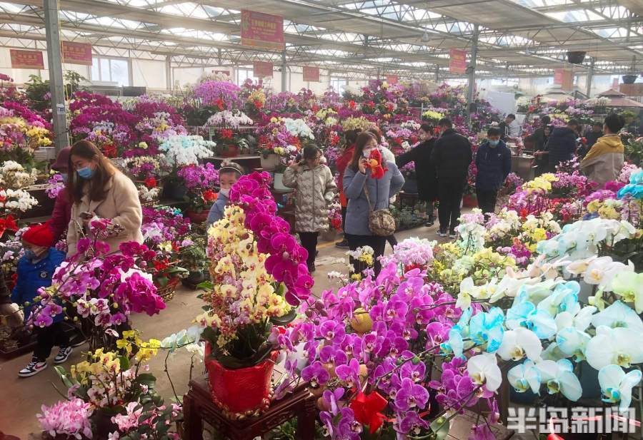 李村大集花卉市场枯桃花卉市场内很热闹蝴蝶兰热销漂亮的杜鹃花1月29