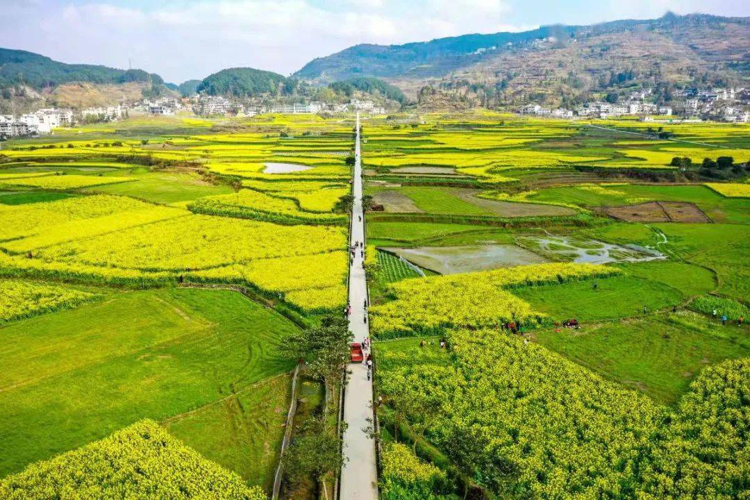 开阳人快来给十里画廊的油菜花海点赞助力啦