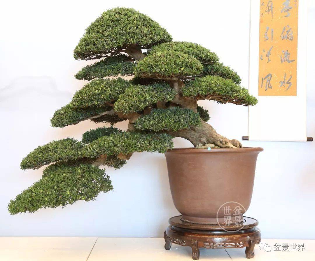 最美的100盆罗汉松