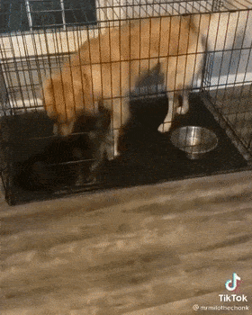 于是,在很烦狗子的