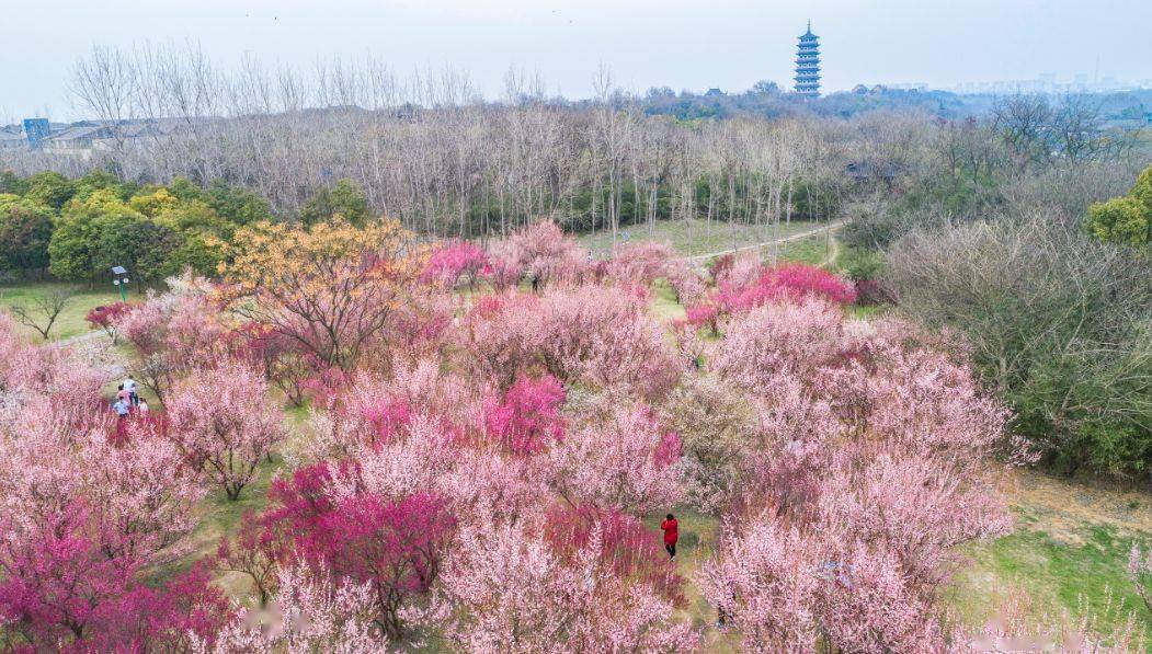 惊艳扬州这些地方的梅花已绽放