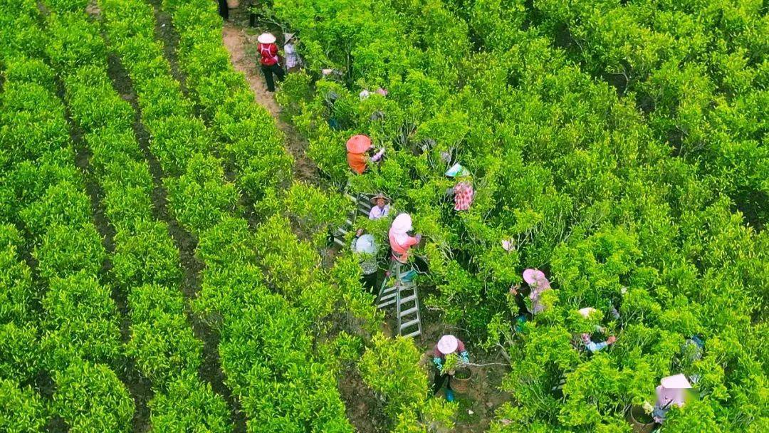 保护古茶树资源擦亮古茶树品牌