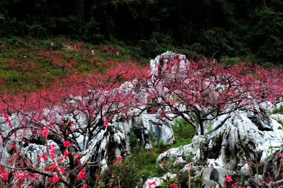 周三/四/六/日出发【水墨桃花】翁源水墨桃花惹人醉,湖心坝油菜花铺满