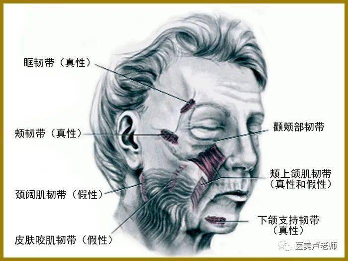 解析颜面部解剖的支持韧带