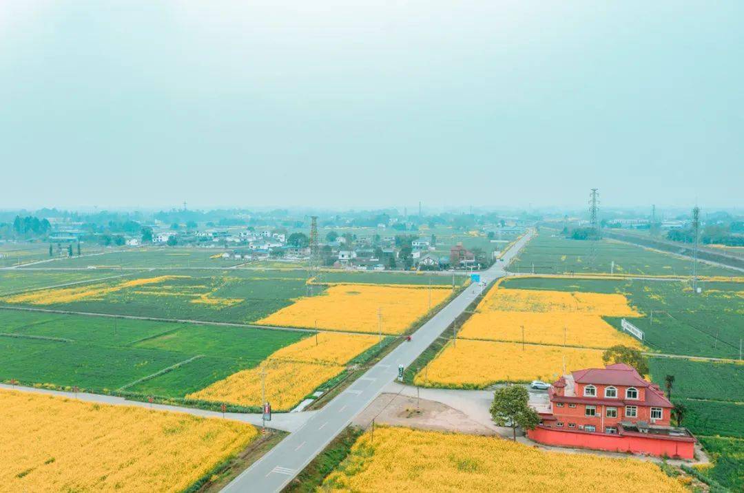 五星村3月崇州的最美油菜花季