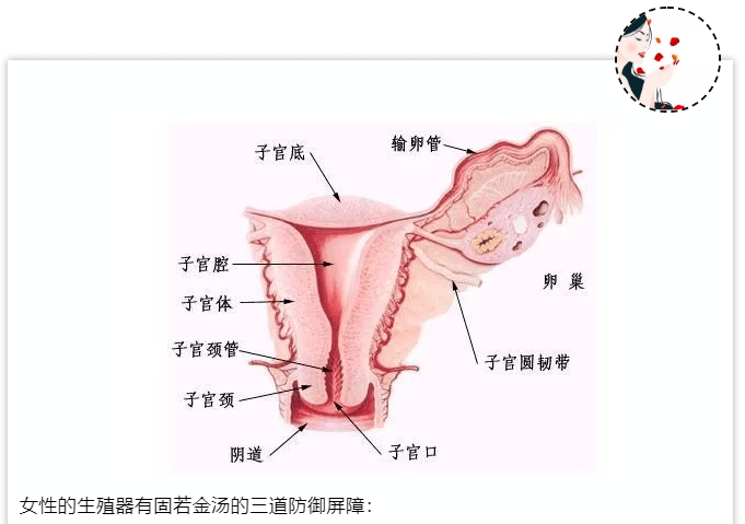 阴道_输卵管