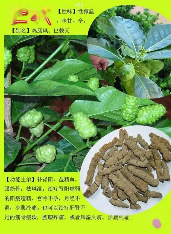 300种常见中草药图谱含功能主治