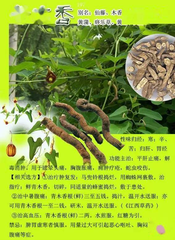 300种常见中草药图谱含功能主治