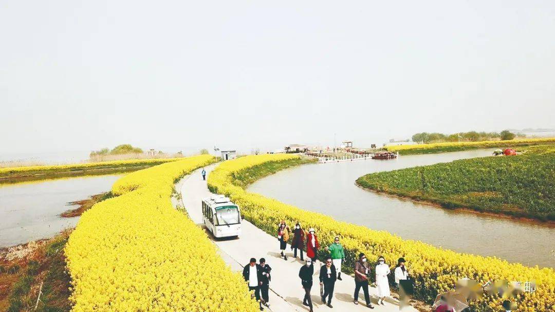 正式开园高邮湖郊野公园湖上花海景区由市文旅集团精心打造的